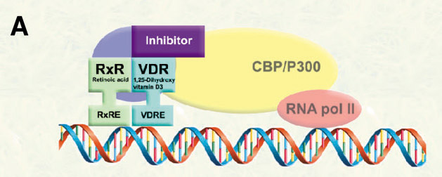 Arnold Group at the University of Wisconsin Milwaukee-Research: Small molecule inhibitors of the VDR-coactivator interaction